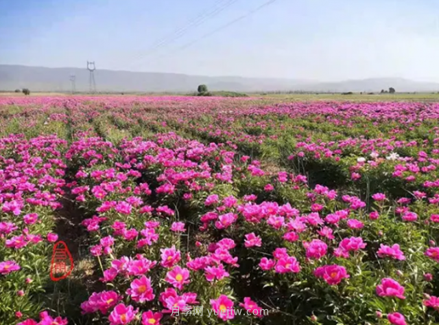 朔州朔城区：千亩芍药竞相开 繁花似锦邀你来(图1)