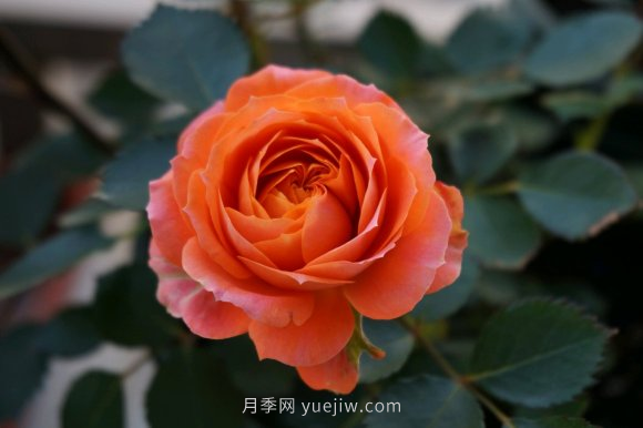 ***齐全的适合阳台养的月季品种系列，来看一看(图5)