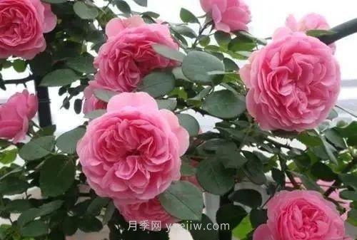 推荐花友必养的5大藤本月季和5大灌木月季品种，花美好养(图4)