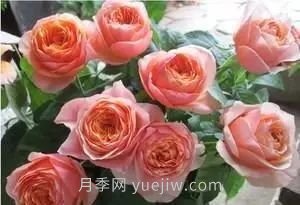 推荐花友必养的5大藤本月季和5大灌木月季品种，花美好养(图10)