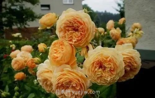 推荐花友必养的5大藤本月季和5大灌木月季品种，花美好养(图3)