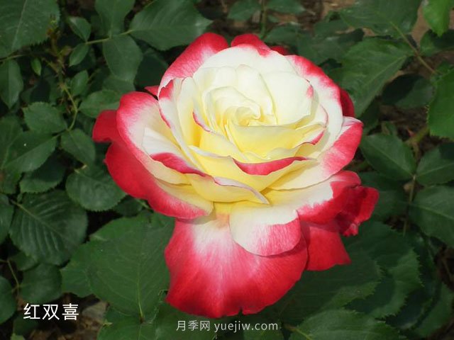 室内观赏花卉的选择(图1)
