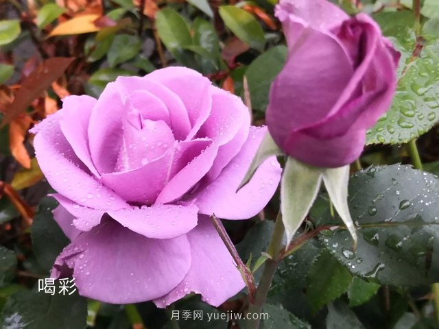 ***难不过伏天，苗木安全度夏***全攻略！(图2)