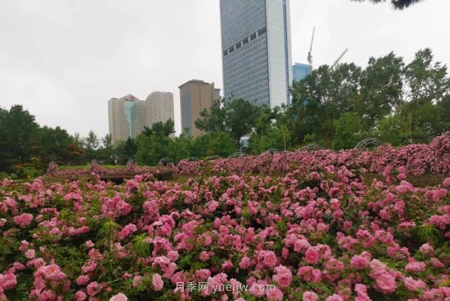 长春月季花海 浪漫“打卡地”(图2)