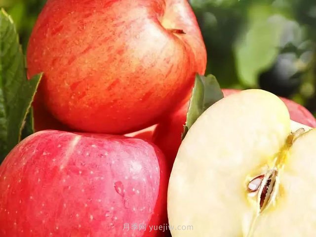热门的23种苹果的品种产地及成熟时间知识(图1)