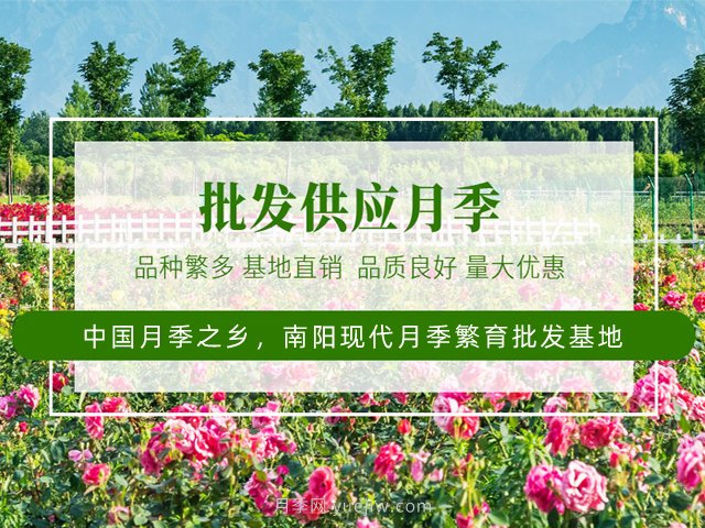 未来十年最值得投资的月季苗木，具备这4大特点(图1)