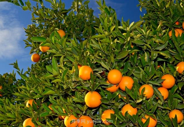 橘子树的养护技巧(图1)