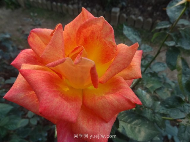 篝火月季(图1)