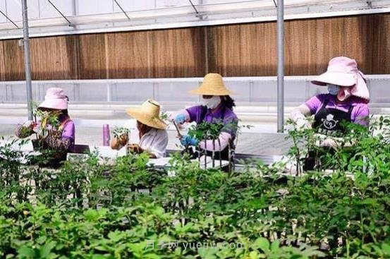 数字赋能农业 玉溪紫玉花卉200万盆栽玫瑰销路俏(图1)