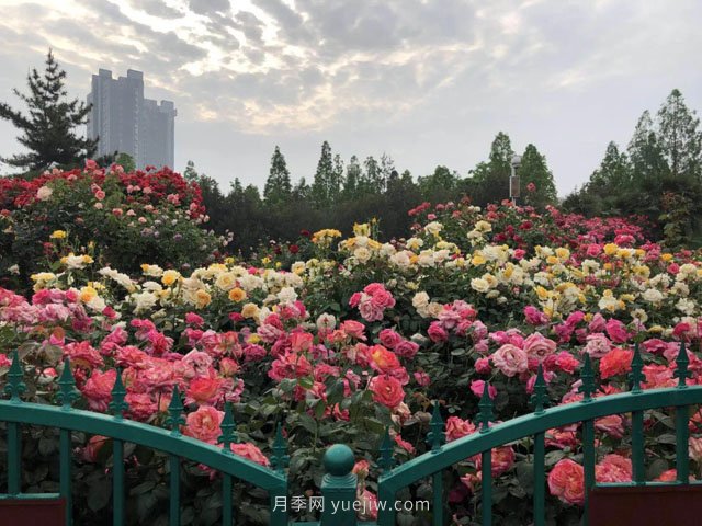 赏郑州月季公园，相看谁有此花香(图2)
