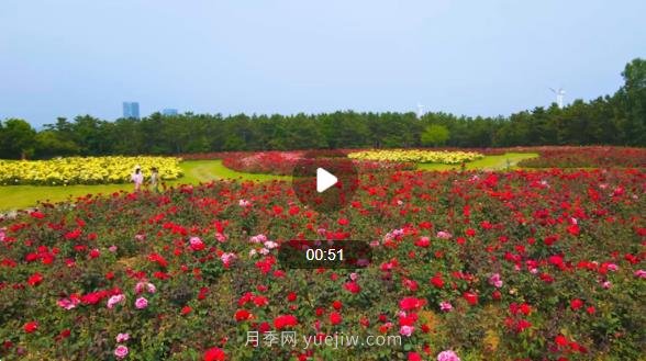 山东威海经区月季花开香满城(图1)