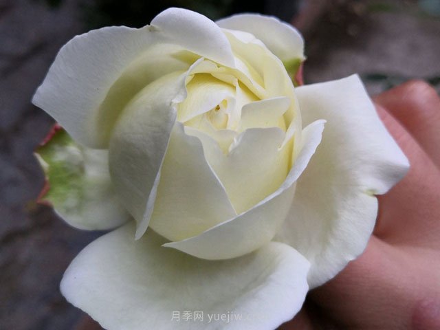 伊芙白法师伯爵月季(图1)