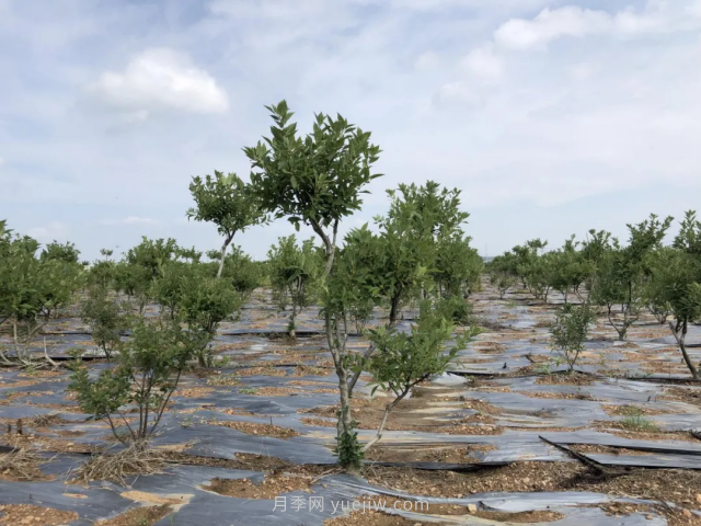 临沂莒南北美冬青苗圃基地，可以做出上亿产值(图3)