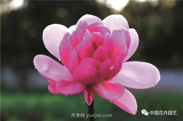 玉兰新品种，走出宜昌五峰的红花玉兰(图3)
