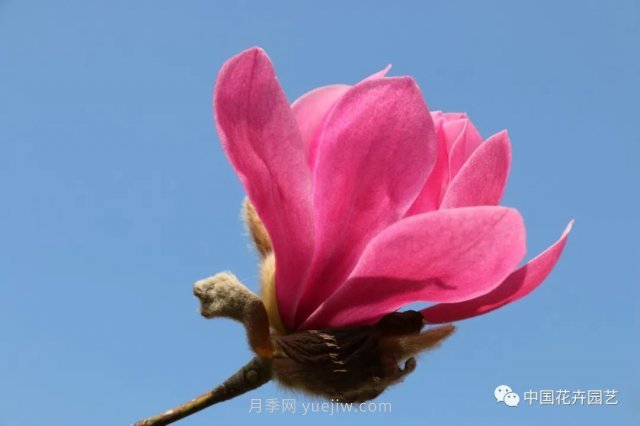 玉兰新品种，走出宜昌五峰的红花玉兰(图2)