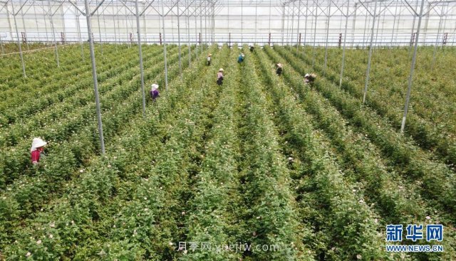 云南弥勒：花卉产业助力乡村振兴(图3)