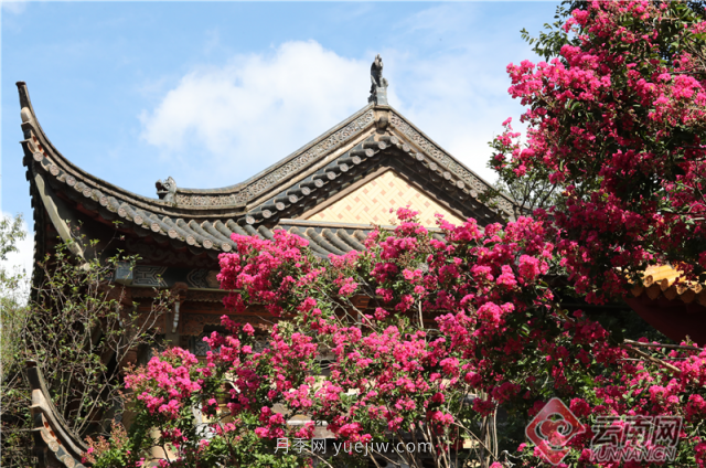 昆明300年古树紫薇盛夏绽放花景美(图4)