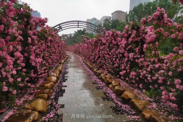 长春市儿童公园：3万余株月季花竞相绽放(图4)