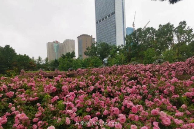 长春市儿童公园：3万余株月季花竞相绽放(图1)
