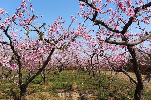 各地赏花经济兴起，这些月季苗木又火了一把(图1)