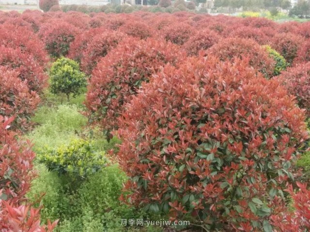 苗木从业者的新选择，这积累花木受欢迎(图5)