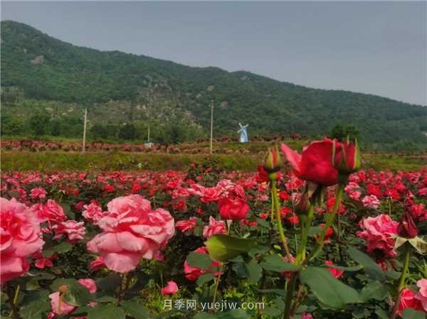 信阳罗山：美丽乡村绽放月季“美丽经济”(图2)