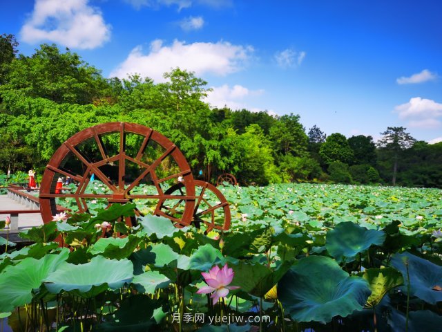 南宁青秀山景区推出水生花卉观赏季(图2)