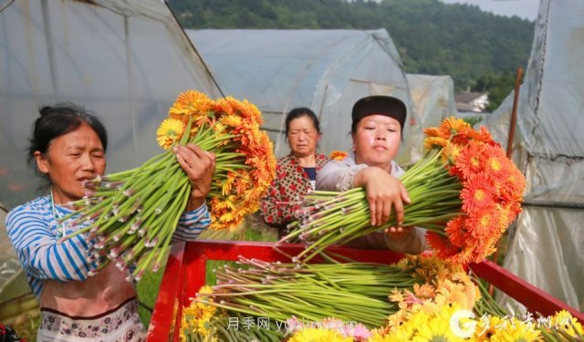 贵州黔西：发展鲜花产业 助力乡村振兴(图3)