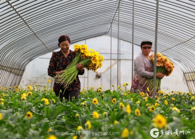 贵州黔西：发展鲜花产业 助力乡村振兴(图1)