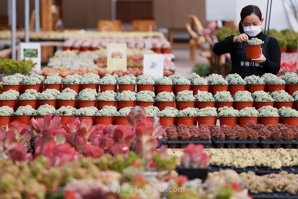 青岛即墨多肉植物园打造花卉文化产业园 缔造千万级产业(图1)