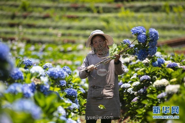 昆明鲜花铺就乡村振兴路(图1)