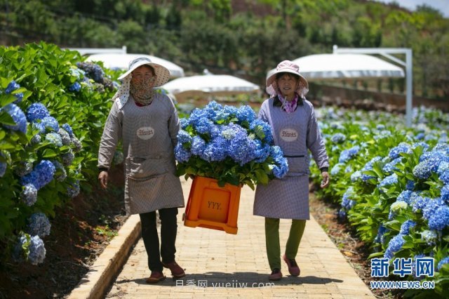 昆明鲜花铺就乡村振兴路(图2)