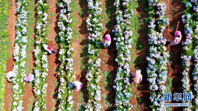 昆明鲜花铺就乡村振兴路(图3) 昆明鲜花铺就乡村振兴路(图3)