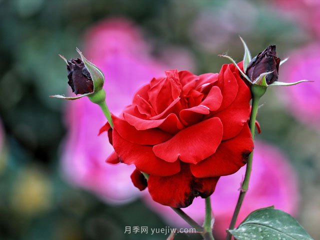 植物设计师必须懂得景观空间尺度设计，(图1)