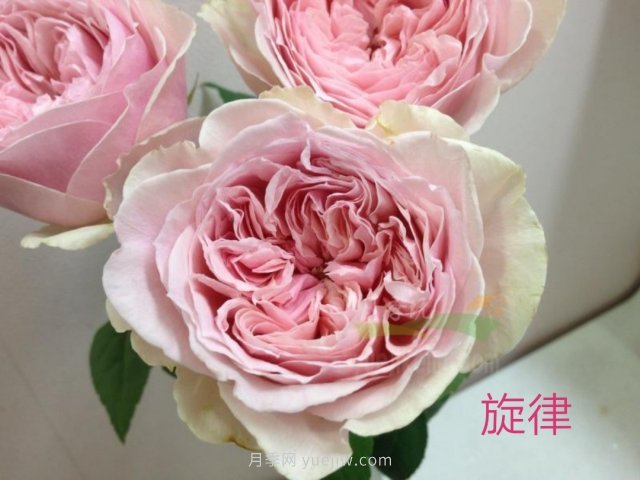 花型漂亮，8个友禅系列月季推荐(图3)
