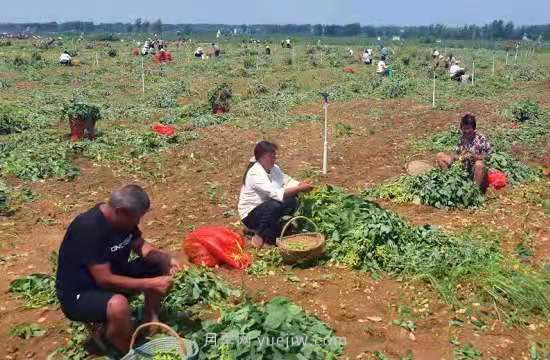 社旗县青豆豆变金豆豆 带动村民致富(图1)