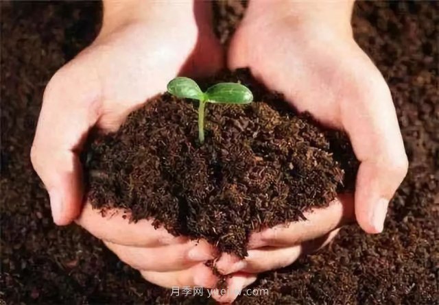 有机肥料的特点及作用，苗木用复合肥还是有机肥(图1)