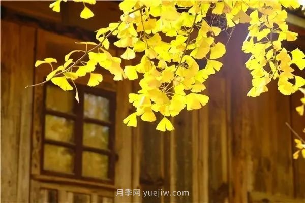 植物风水学知识，园林人必须知道的！(图4)