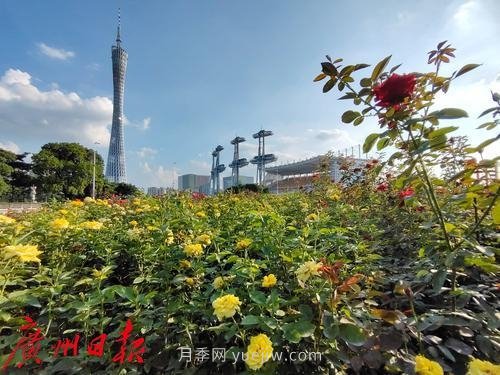 广州花城广场月季花海争奇斗艳(图8)