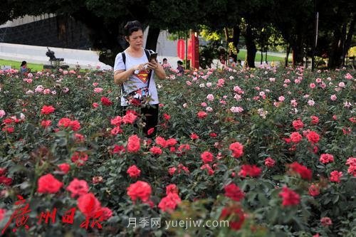 广州花城广场月季花海争奇斗艳(图5)