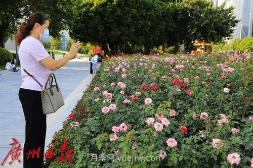 广州花城广场月季花海争奇斗艳(图7)