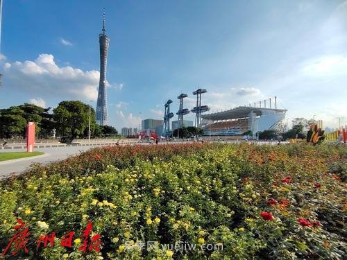 广州花城广场月季花海争奇斗艳(图6)