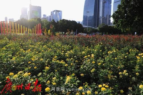 广州花城广场月季花海争奇斗艳(图2)