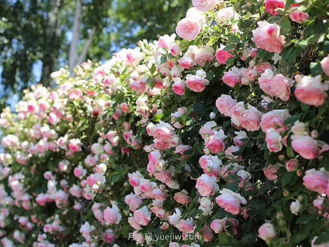 推荐3种爬藤月季，花园里轻松打造漂亮花墙(图4)