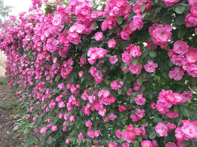 推荐3种爬藤月季，花园里轻松打造漂亮花墙(图1)