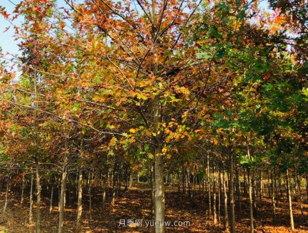 娜塔栎，彩色乔木之王，景观优美受欢迎(图1)