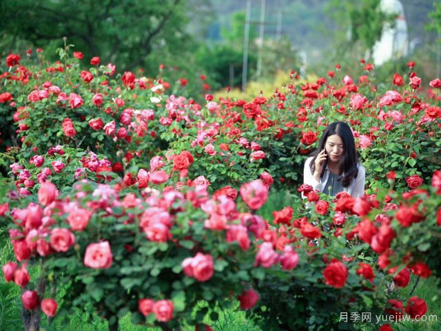 苗木行业应该怎样投资才有前景？(图1)