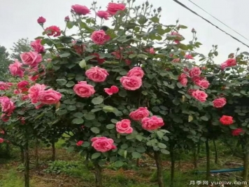 月季生了瘿螨有什么危害？该如何防治？