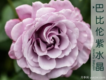 不要在死盯着微型月季了，5个大花微月