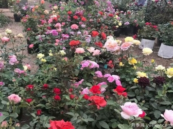 树状月季在园林中的两种运用方式，这样更好看